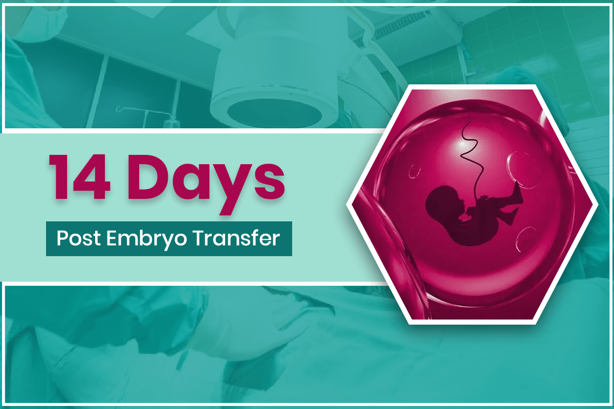 14 days post embryo transfer featured image